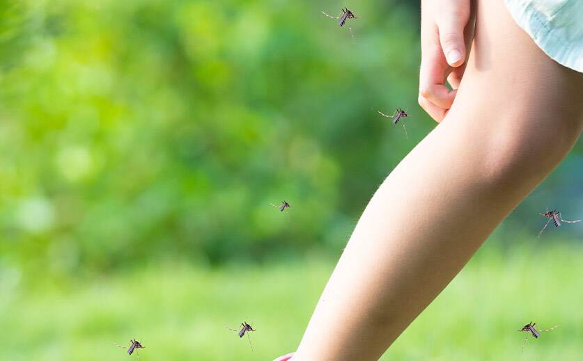 Как лесно и евтино да защитите дома си от мухи и комари