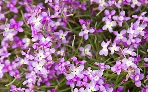 5 идеи за ароматни цветя в градината по Фън Шуй