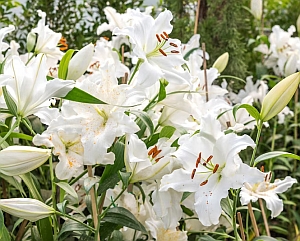 5 идеи за ароматни цветя в градината по Фън Шуй