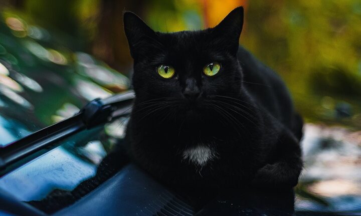 Петър Дънов за котката: „Когато дойде котка у един дом, този дом прогресира“