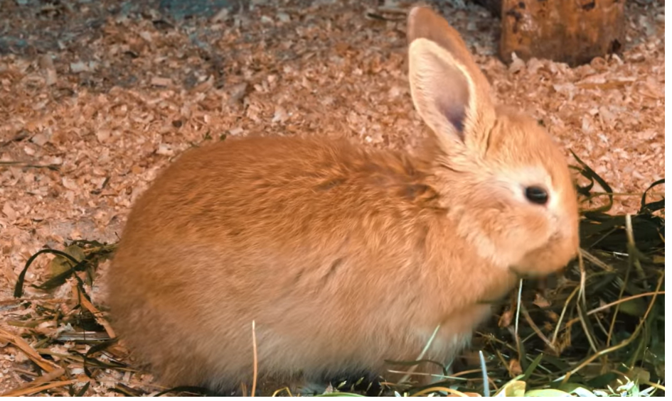 Представата ни за зайците насадена донякъде и от специалните видеа