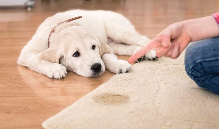 5 съвета как да изградим хигиенни навици на кучето