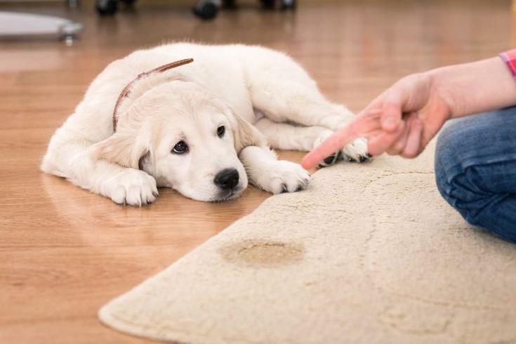 5 съвета как да изградим хигиенни навици на кучето
