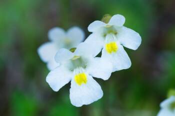  възпаления на очите 