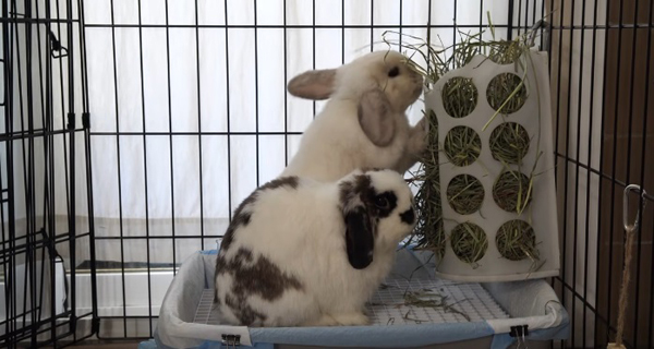  заека ви, заекът ви 