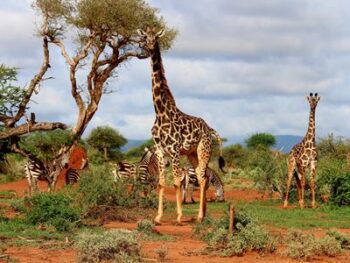 факти за жирафите