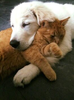 котката и кучето