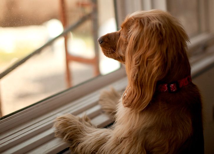 5 трика как да научим кучето си да остава само вкъщи