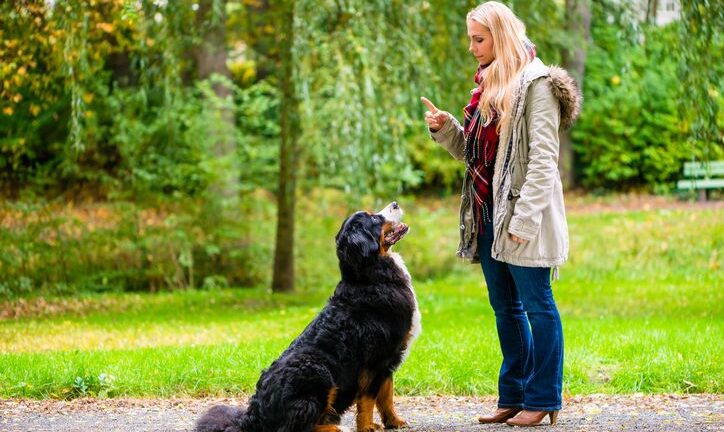 Как да тренираме кучето си в 5 лесни стъпки