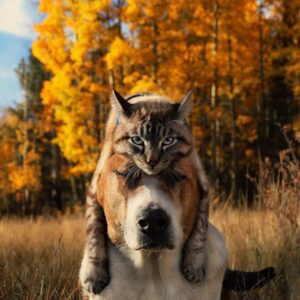 Как да научим котката и кучето да се разбират