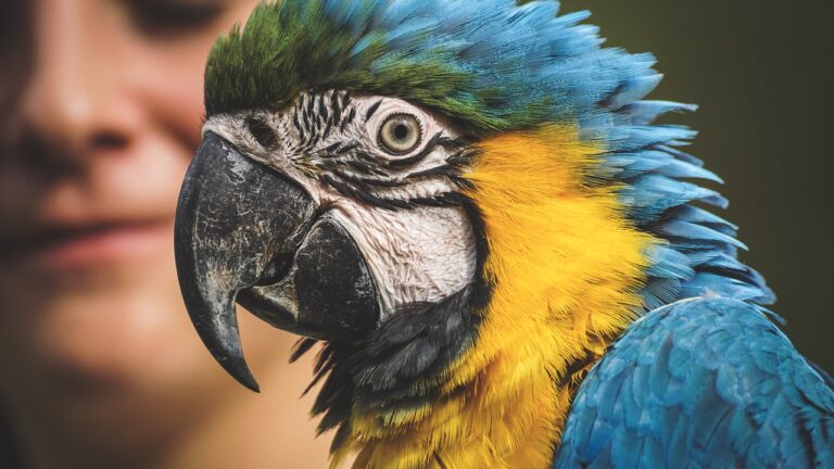 4 трика как да научим папагала да говори
