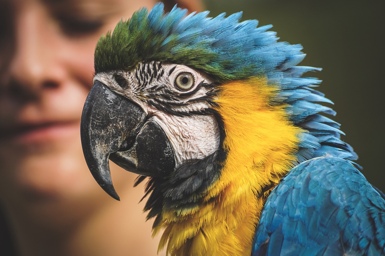 4 трика как да научим папагала да говори