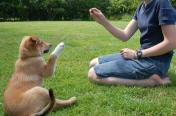трениране на кучето