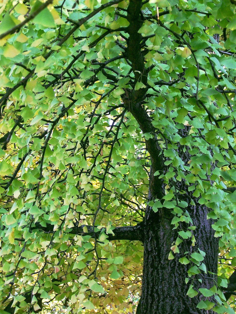 Гинко Билоба: дърво със силно лечебно действие
