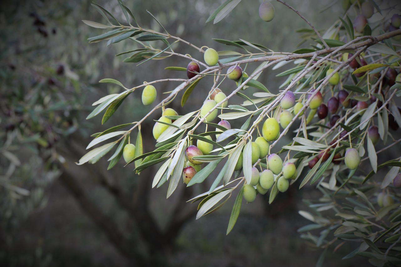 Здравословните свойства на маслиновите листа