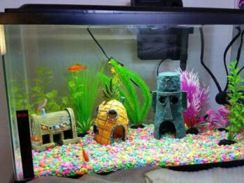  Как да се грижим за домашния аквариум 