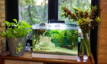 Как да се грижим за домашния аквариум