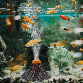 Как да се грижим за домашния аквариум