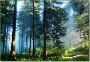 Дендротерапия: Мощната сила и енергия на дърветата да лекуват 
