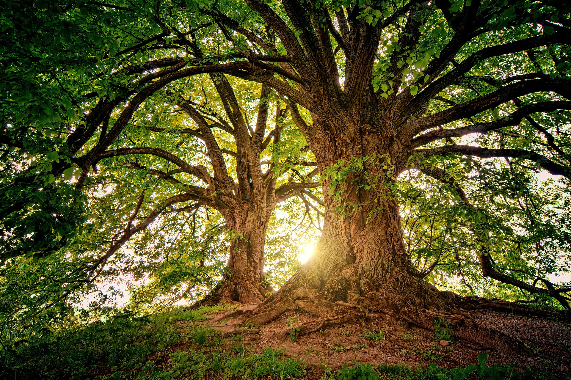 Дендротерапия: Мощната сила и енергия на дърветата да лекуват