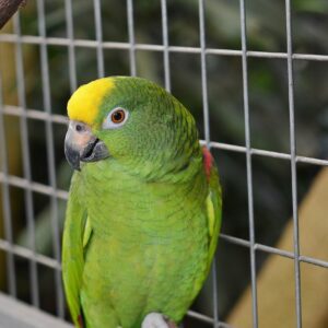 Съвети за отглеждане на папагали като домашни любимци