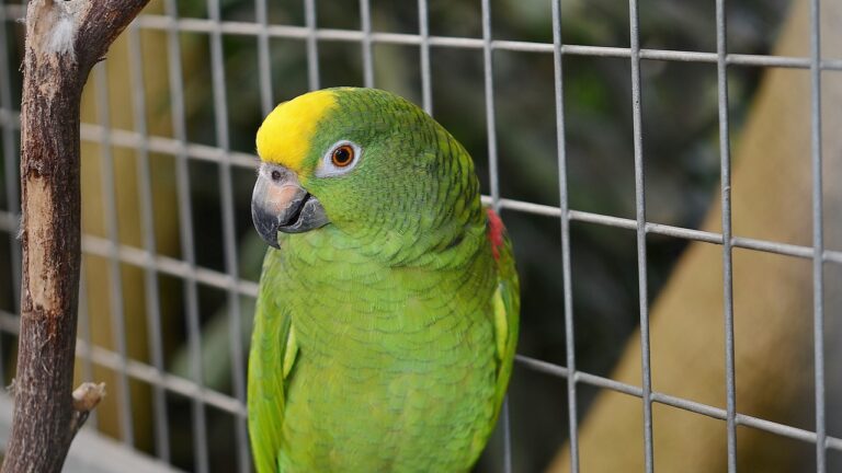 Съвети за отглеждане на папагали като домашни любимци