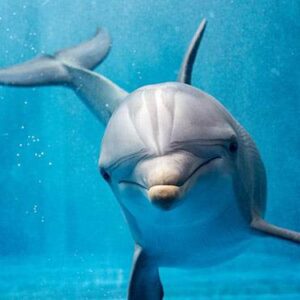 очарователни факти за делфините