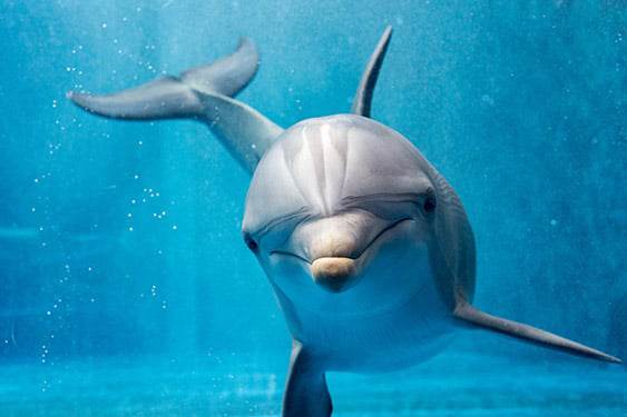 Очарователни факти за делфините, които ще ни накарат да ги заобичаме още повече