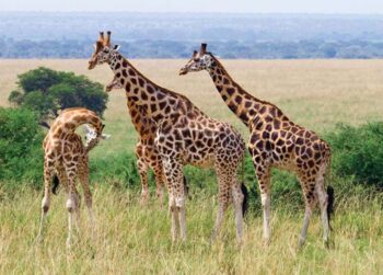 факти за жирафите