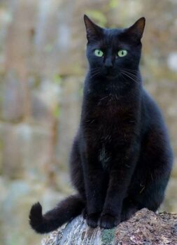 черните котки