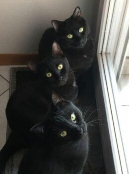 черните котки