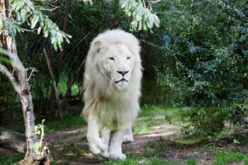 Белите лъвове