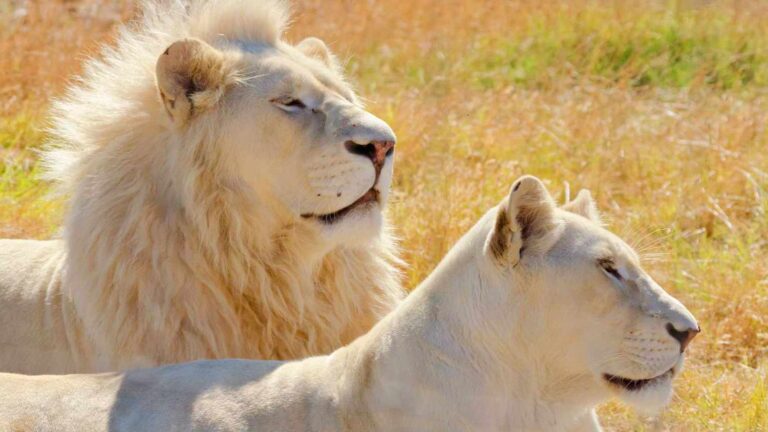 Какво трябва да знаем за Белите Лъвове? Вижте любопитни факти