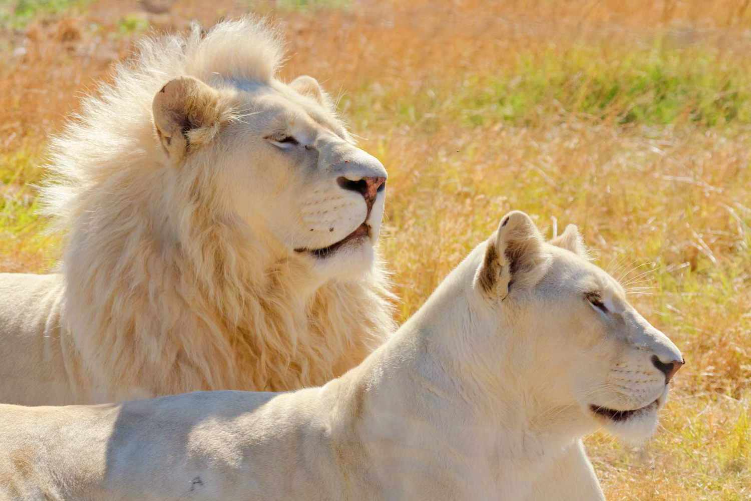 Белите лъвове