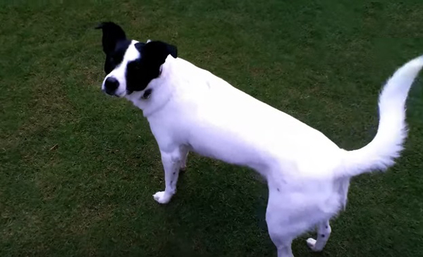  Как да научите кучето си да се връща назад 