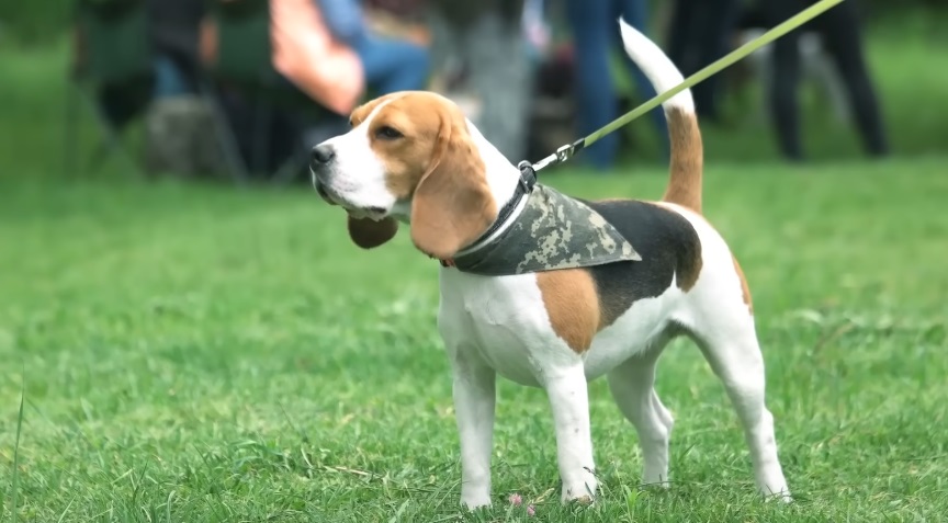  Как да научите кучето си да се връща назад 