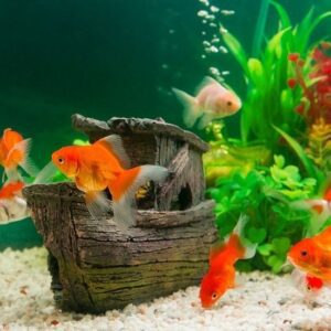 Най-добрите сладководни риби за вашия аквариум