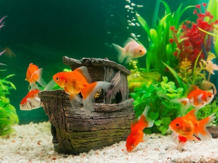 Най-добрите сладководни риби за вашия аквариум