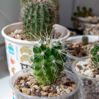  стайни растения 