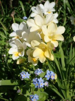 Фрезията: ароматно вълшебство в градината