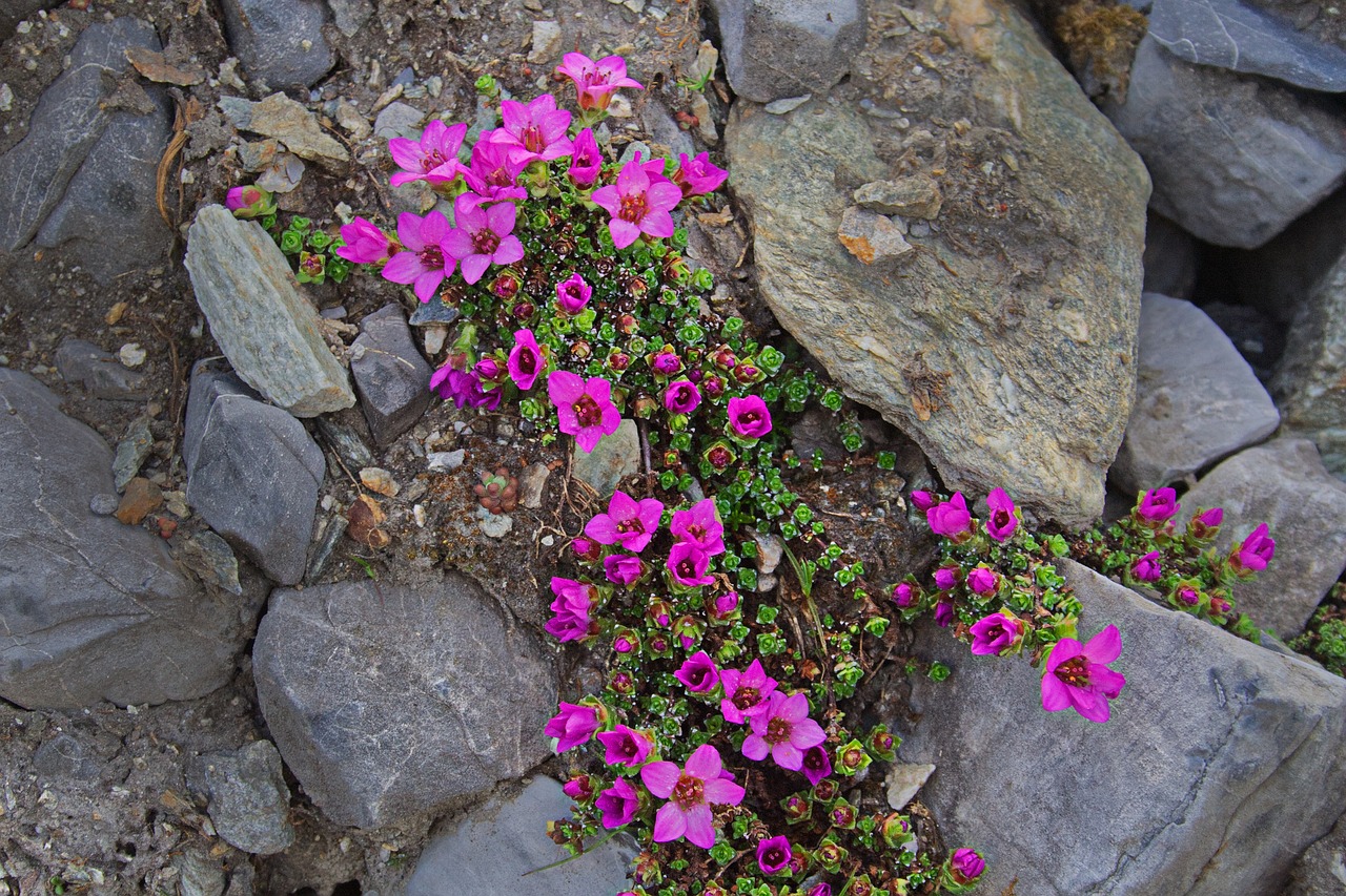 Саксифрагата (Saxifraga) е разнообразен и изключително издръжлив род цветя, който