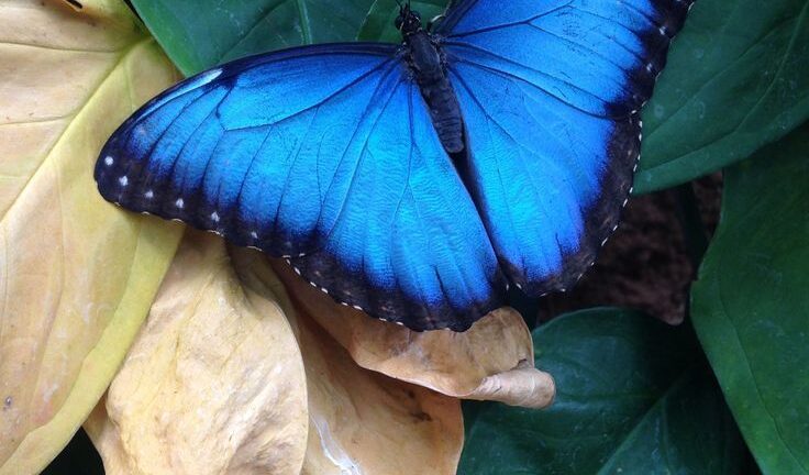 6 любопитни факта за пеперудите