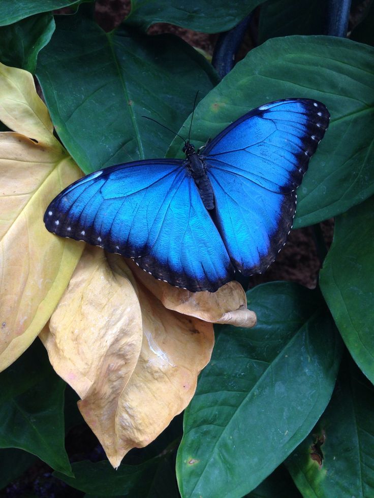 Пеперудите наричани още Люспестокрили“ или Люспокрили“ са разред летящи насекоми.