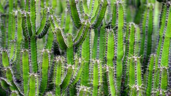 Кактусите: бижутата на сухия ландшафт