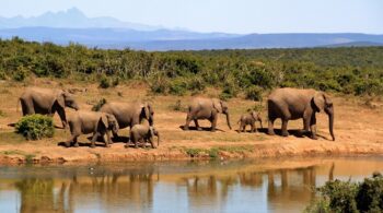 Истински Любопитни факти за Слоновете