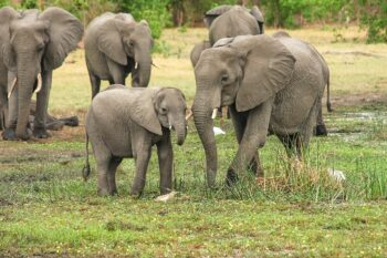 Истински Любопитни факти за Слоновете