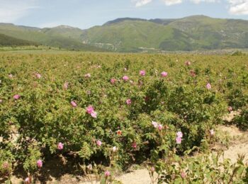 Маслодайната роза - Българско розово злато
