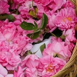 Маслодайната роза - Българско розово злато