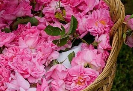 Маслодайната роза – Българско розово злато