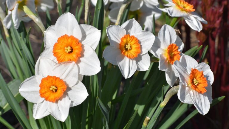 Нарцисите: пролетна поезия